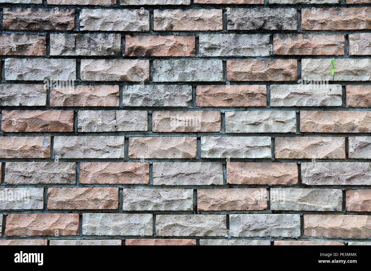 Old grunge brick wall texture with green shoot Stock Photo - Alamy