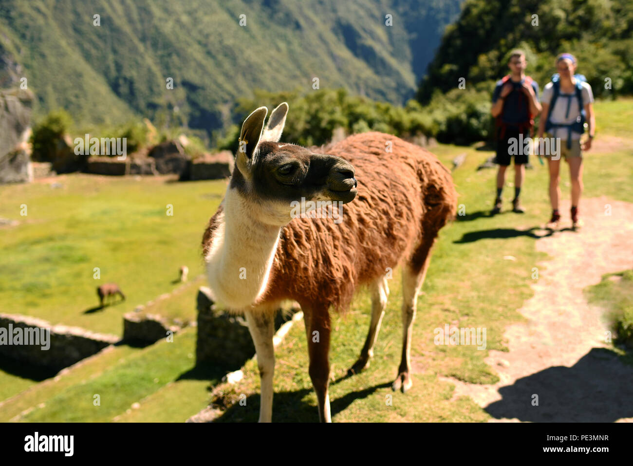 Machu picchu llama hi-res stock photography and images - Alamy
