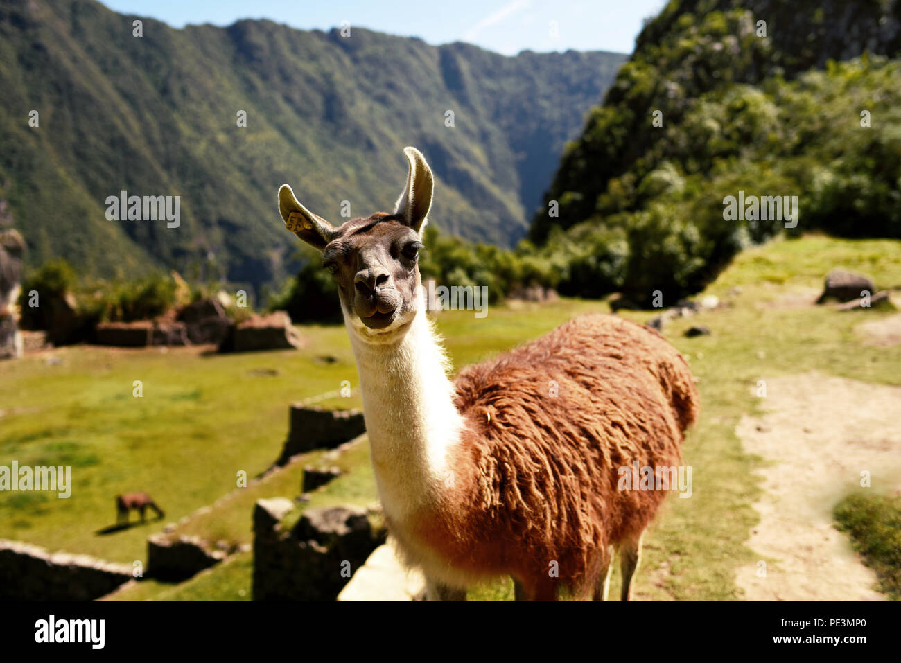 Curious llama looking straight to the camera at Machu Picchu. Cuzco region, Peru. Jul 2018 Stock Photo