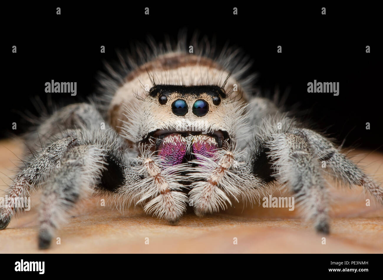 jumping spider, Phidippus regius Stock Photo