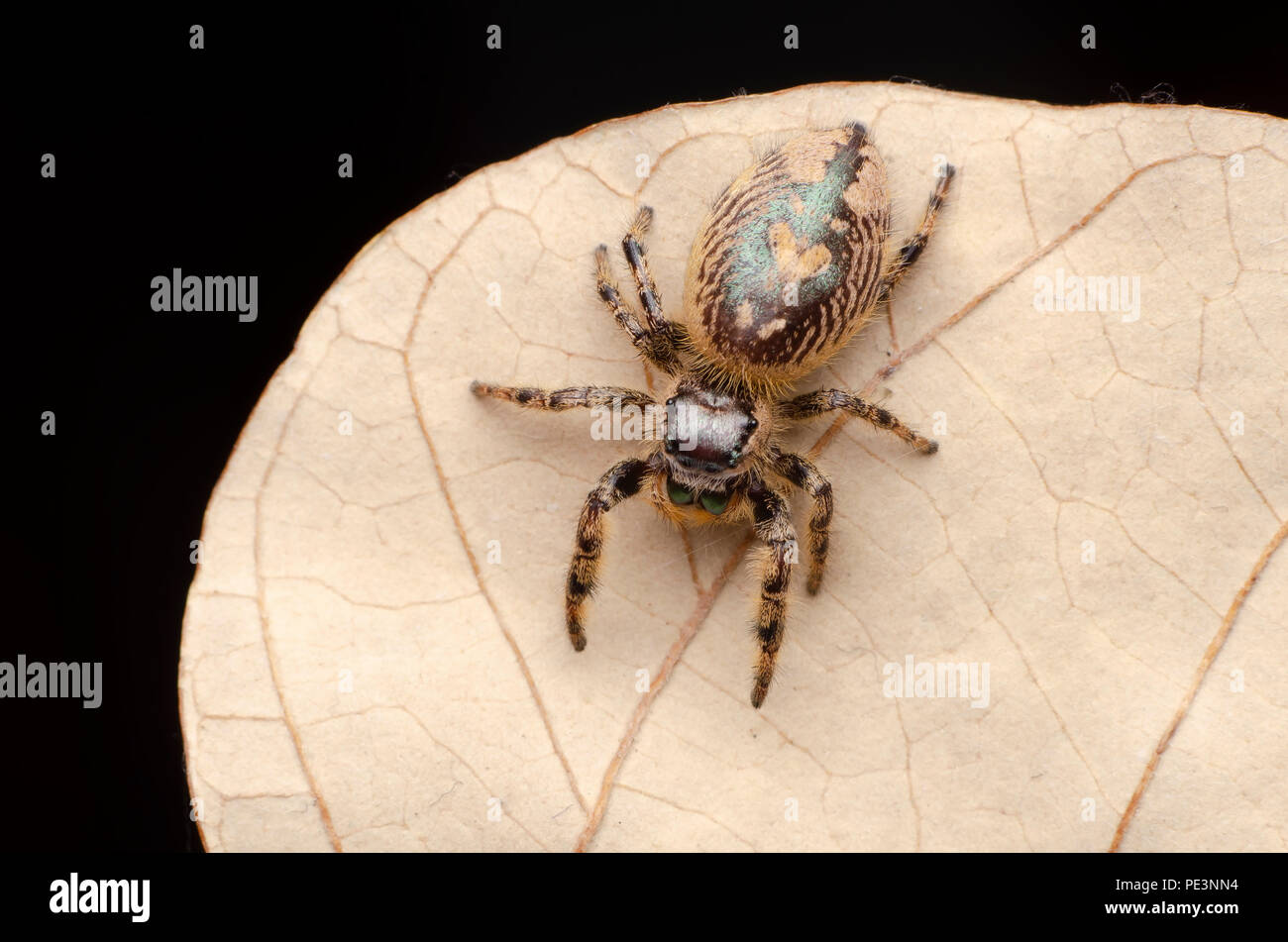 jumping spider, Phidippus otiosus female. Stock Photo