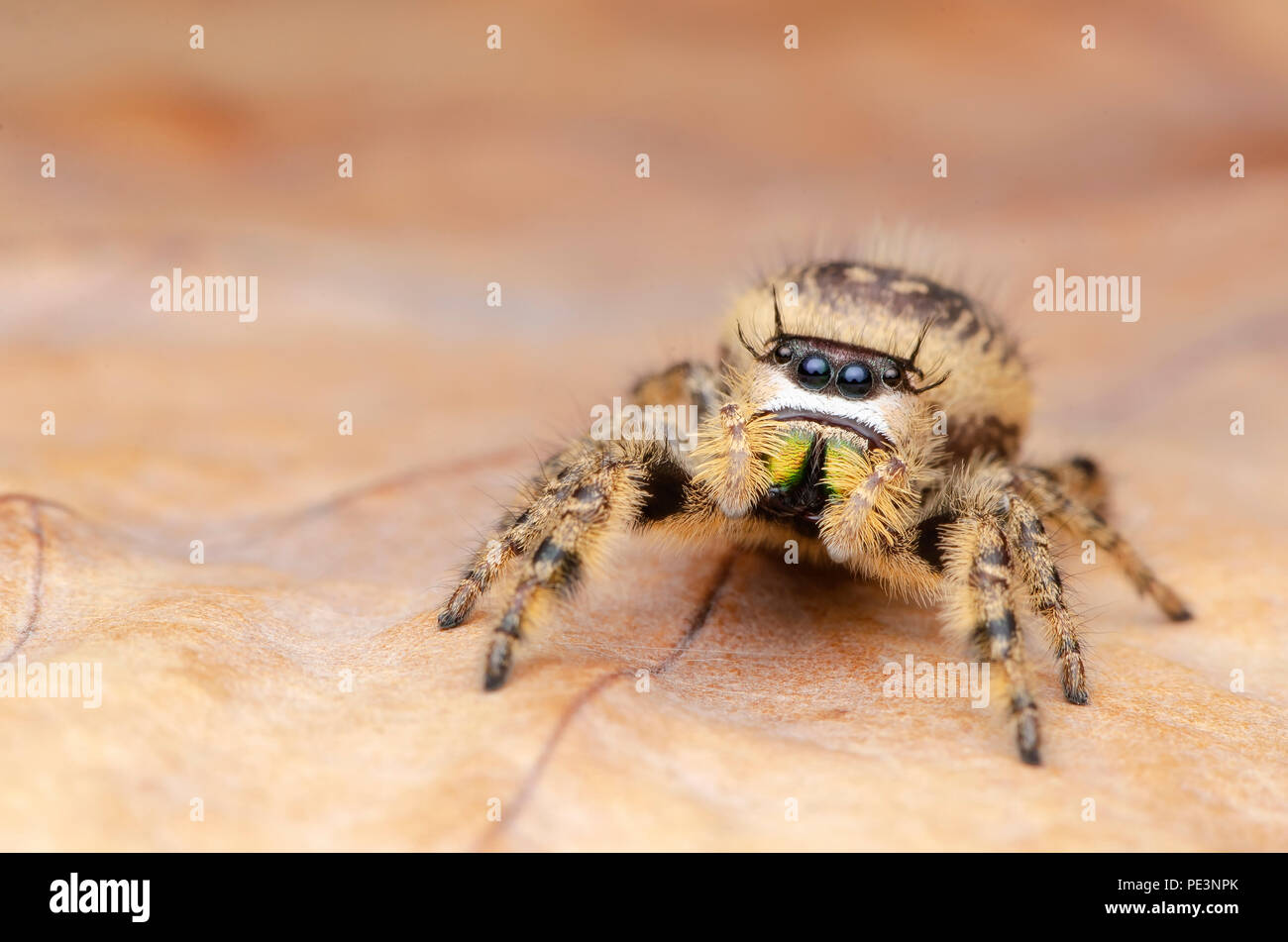 Jumping Spider Phidippus Otiosus Female Stock Photo Alamy