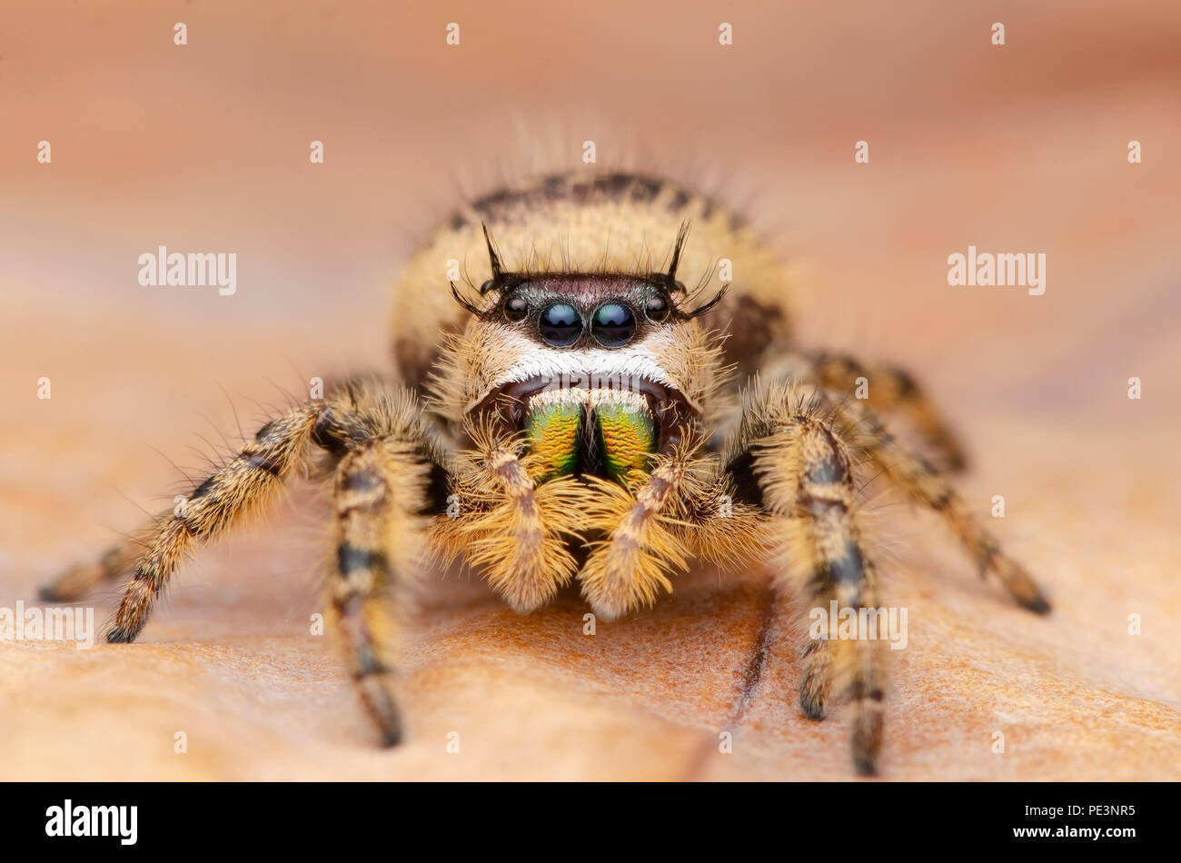 jumping spider, Phidippus otiosus female. Stock Photo