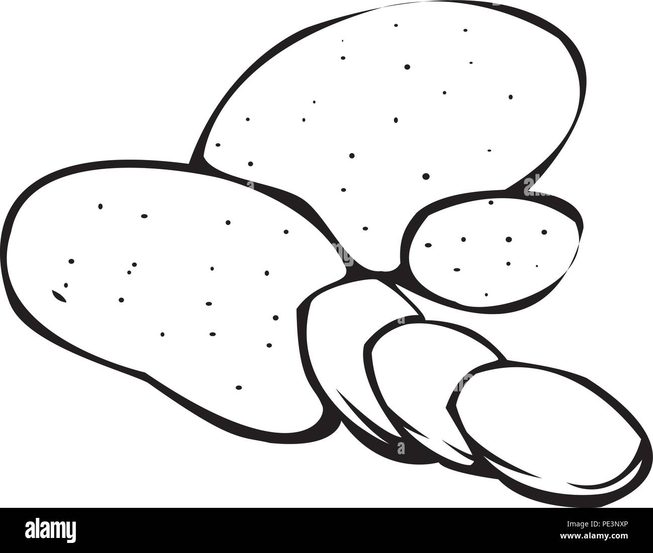 Black and white illustration of potatoes Stock Vector