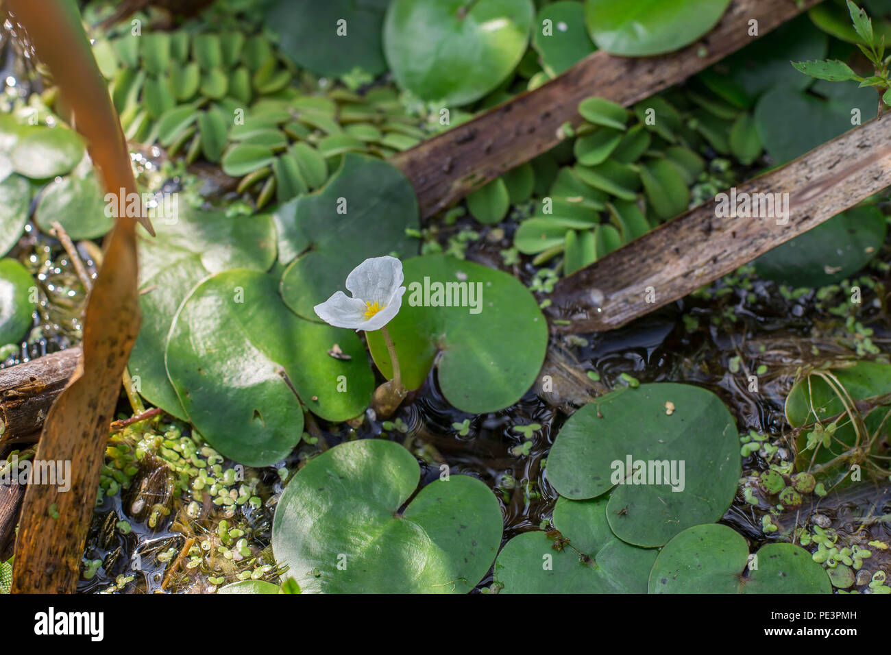 Floating leaves and flower of frogbit Hydrocharis morsus-ranae Stock Photo