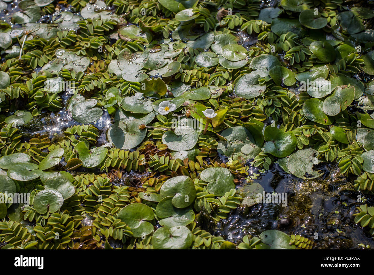 Floating leaves of aquatic fern - Salvinia natans and leaves of frogbit Hydrocharis morsus-ranae Stock Photo