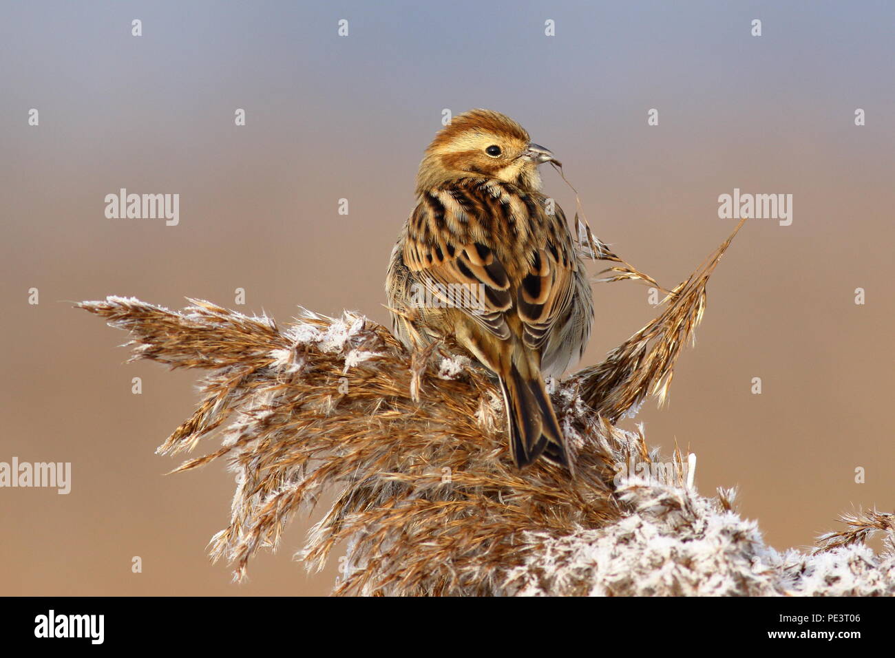Female reed bunting eating reed seeds perched on a frosty seedhead at