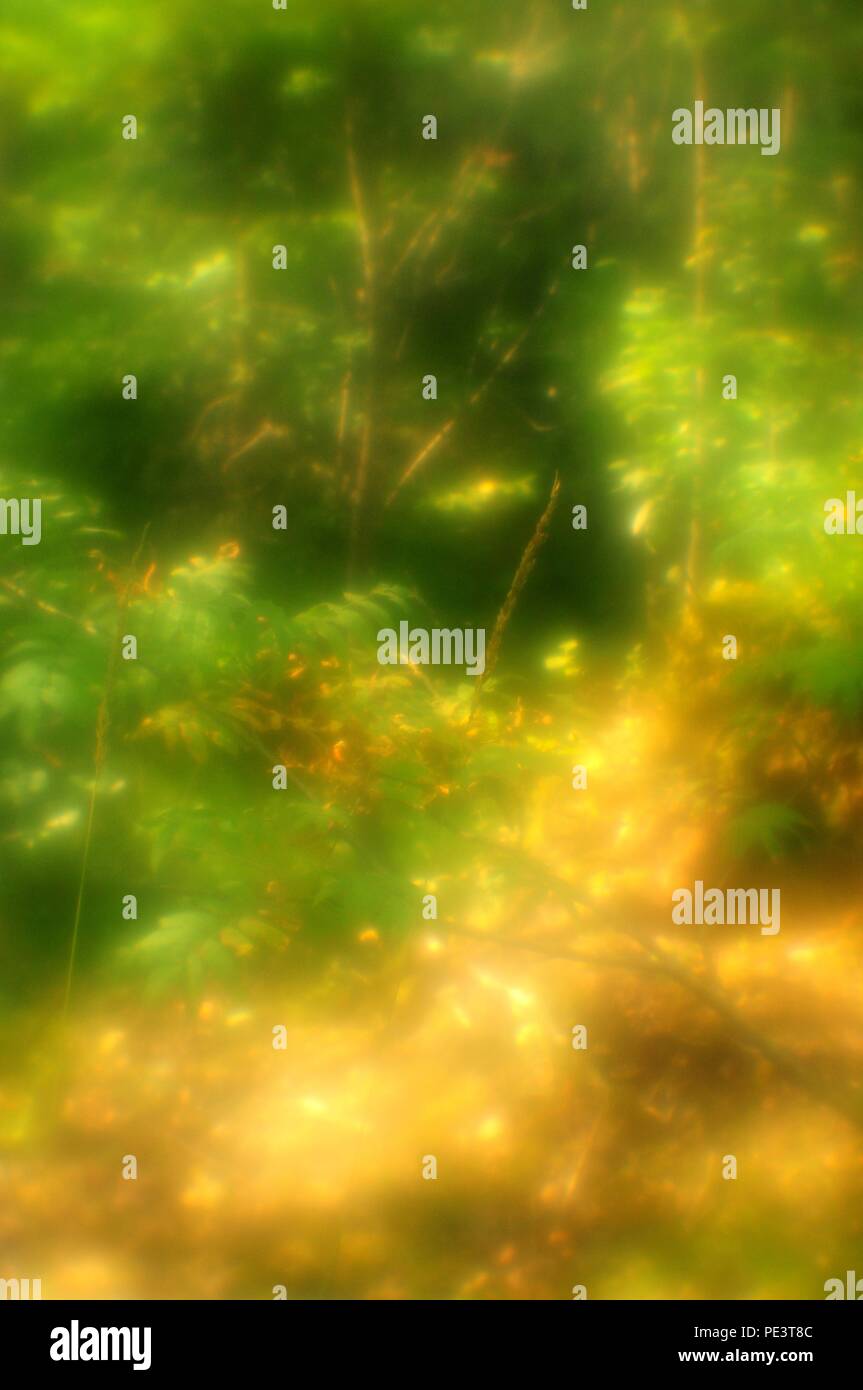 Golden cover of forest plants, pictorialism, soft and blur effects Stock Photo