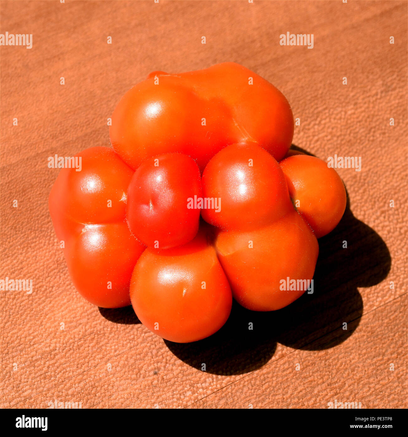 Reisetomate, Tomate, Lycopersicon, esculentum Stock Photo
