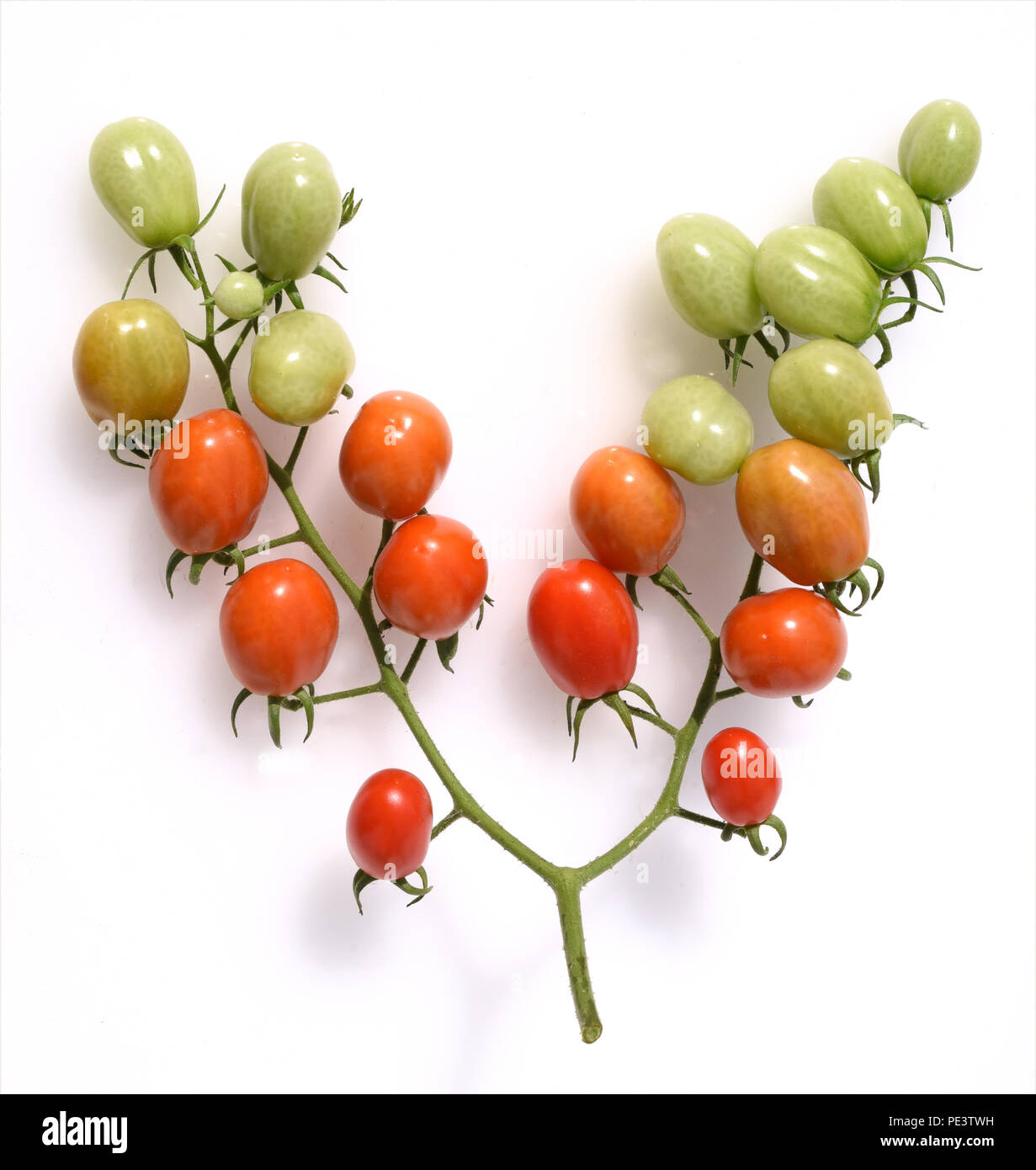 Pflaumen-Buschtomate, Romello, F1, Tomate, Lycopersicon, esculentum Stock Photo