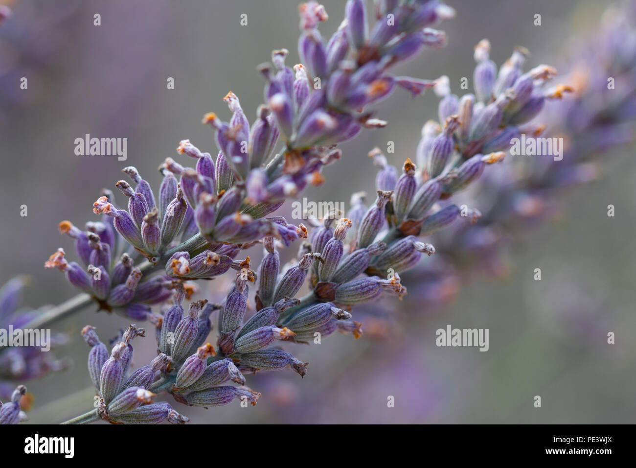 lavender flowers closeup in soft light Stock Photo