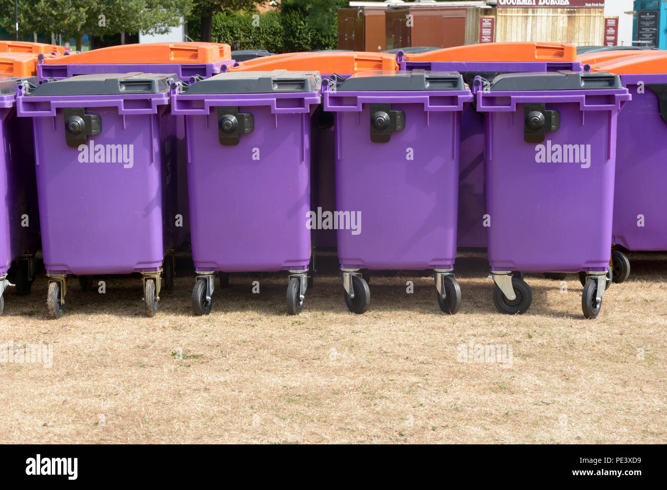 Rows of purple plastic wheelie bins at festival to collect litter Stock Photo Alamy