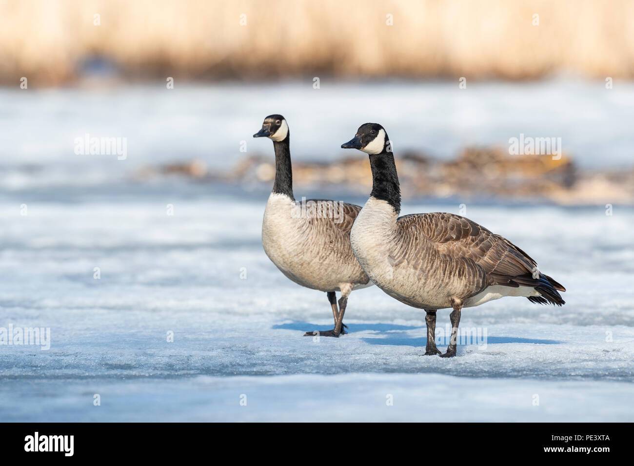E canada goose hot sale