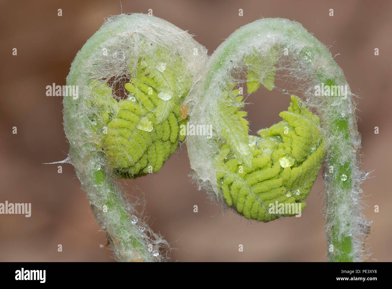 Cinnamon fern (Osmundastrum cinnamomeum) fiddlehead unfurling, May, E