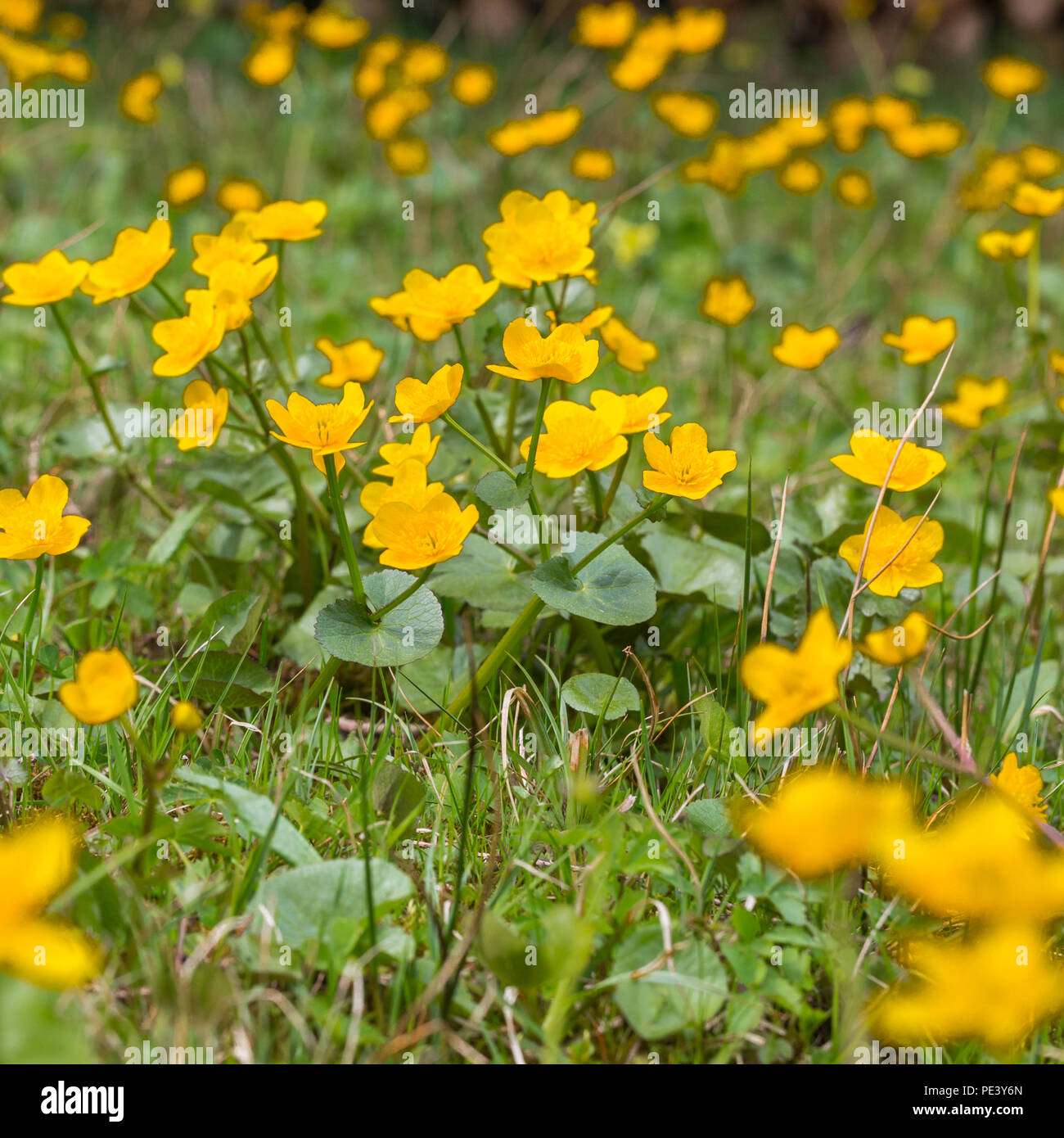 natural field of yellow blooming kingcup (Caltha palustris) flowers Stock Photo