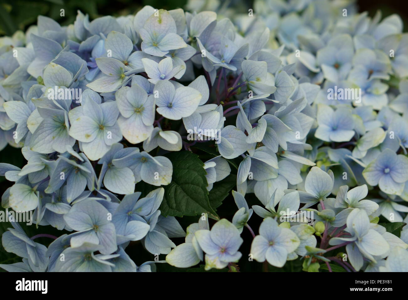 Group of sky light blue flowers Stock Photo