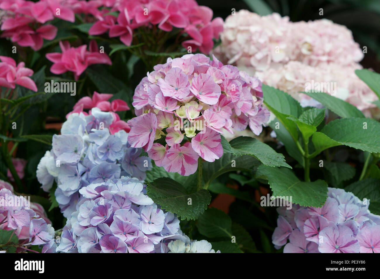 Multiple colored hydrangea flowers. Group of different colored flower set Stock Photo