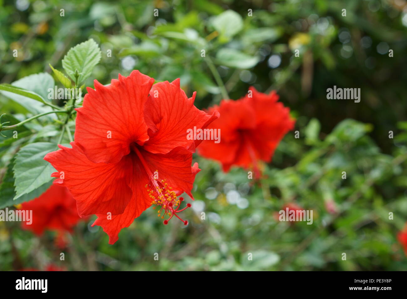 Hibiscus flowers Stock Photo