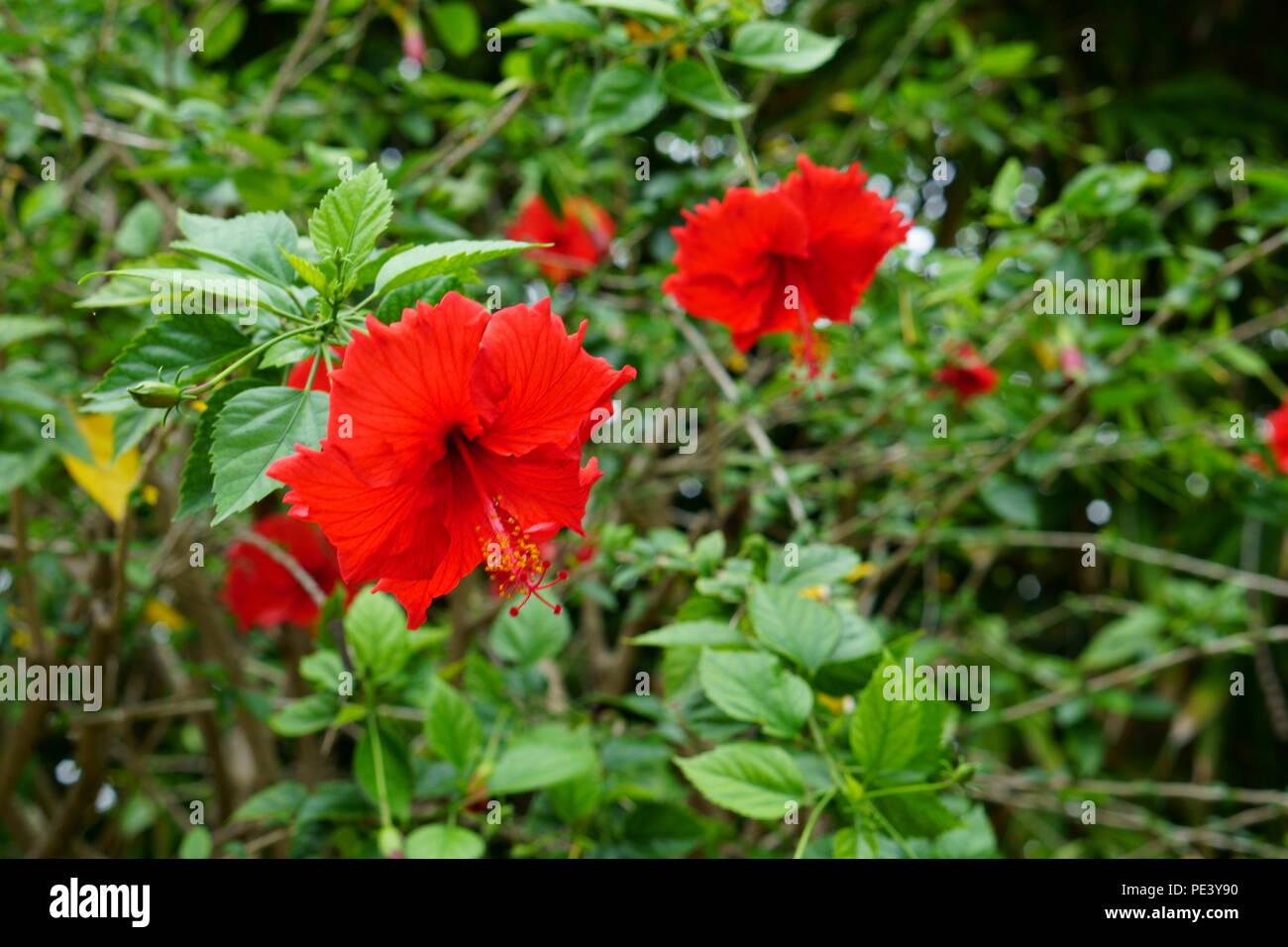 Hibiscus flower with the plant Stock Photo