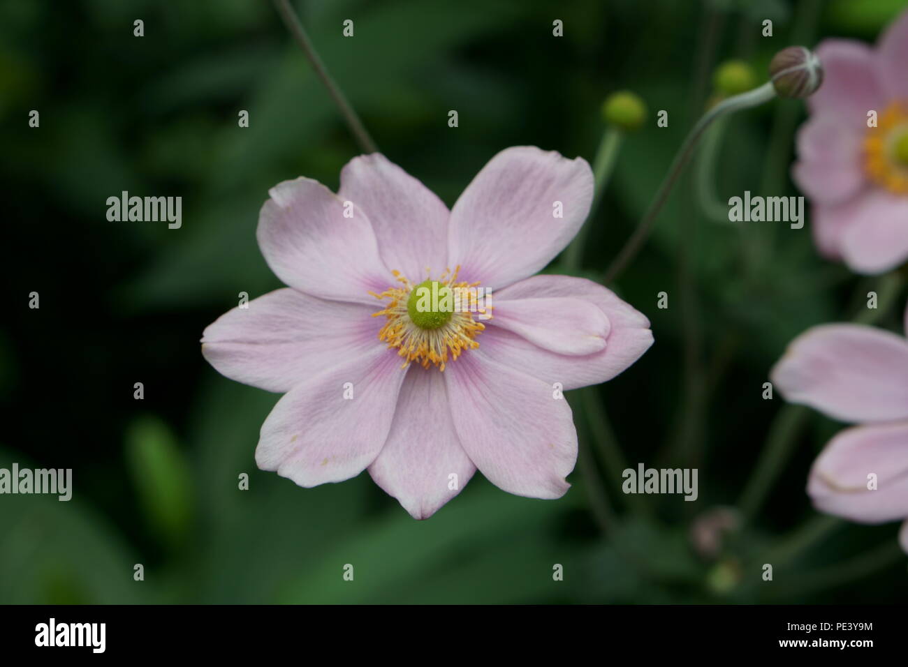 Cute little pink flower - Anemone Hupehensis Stock Photo