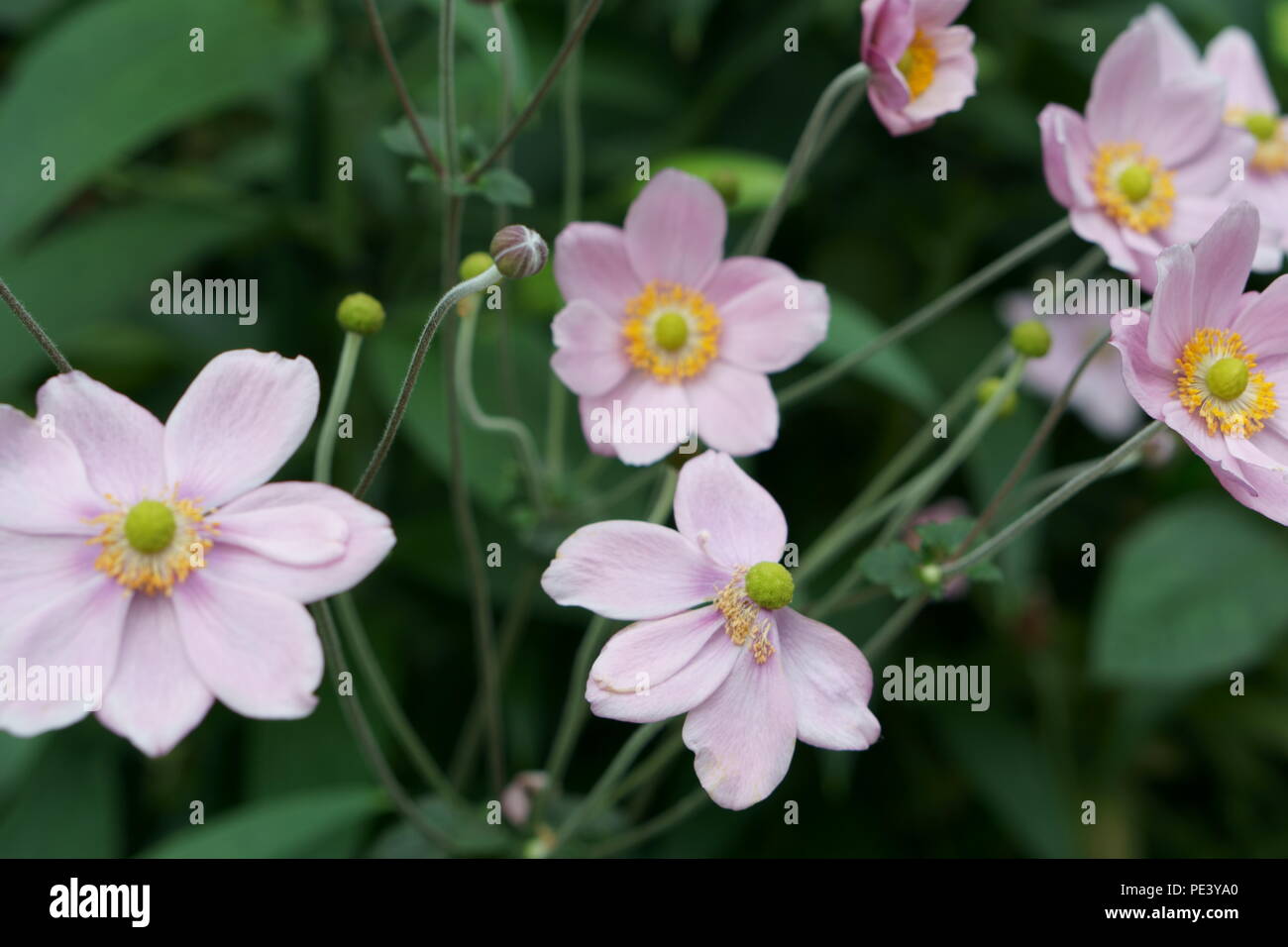 Bunch of pink flowers - Japanese Anemone Flower Stock Photo