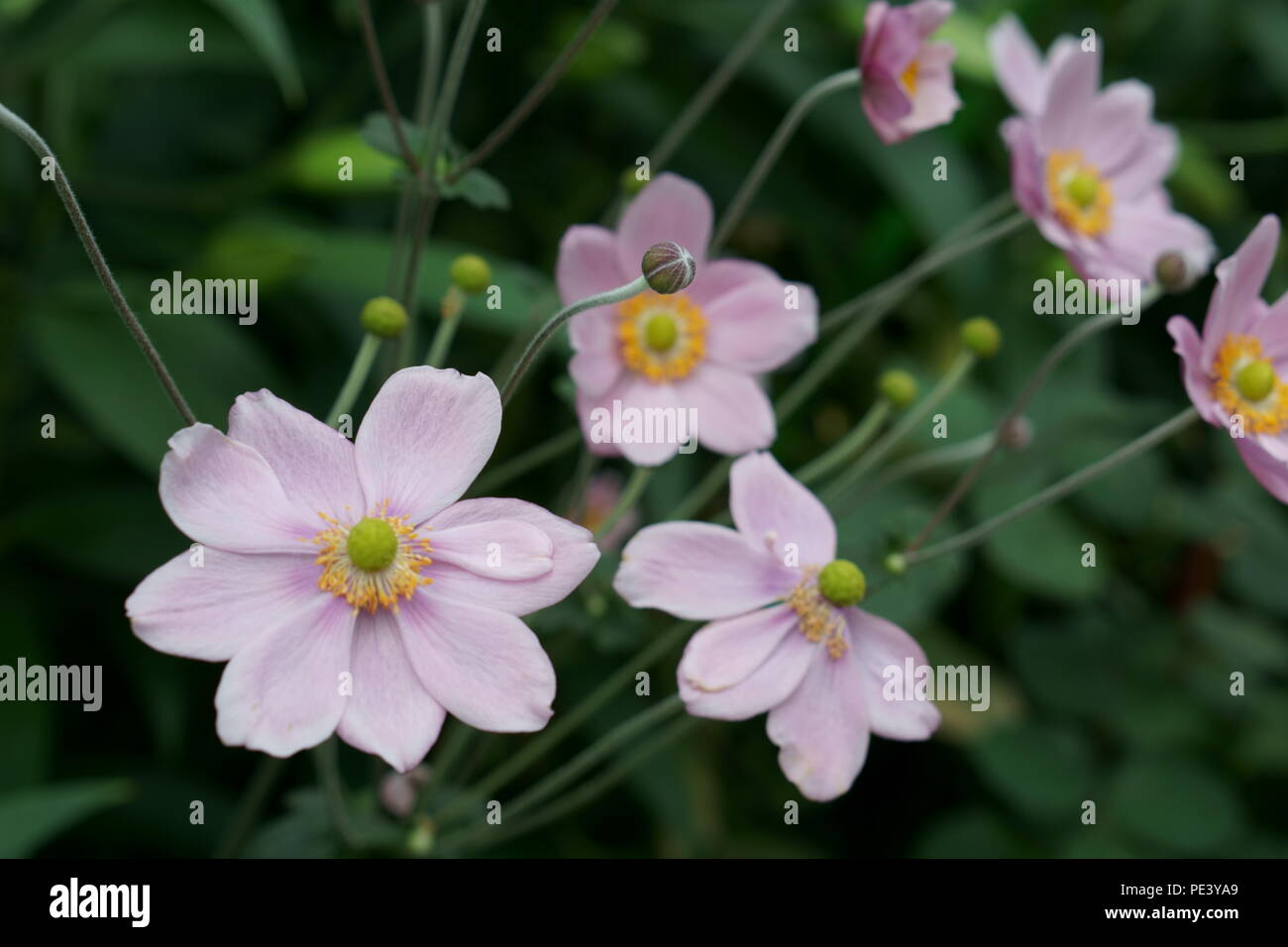 Pink flowers a look-alike of daisy- Anemone Flower Photos Stock Photo