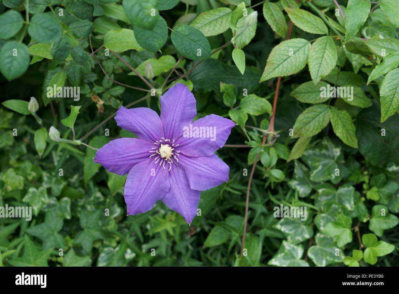 Purple flower blooming alone in a garden Stock Photo