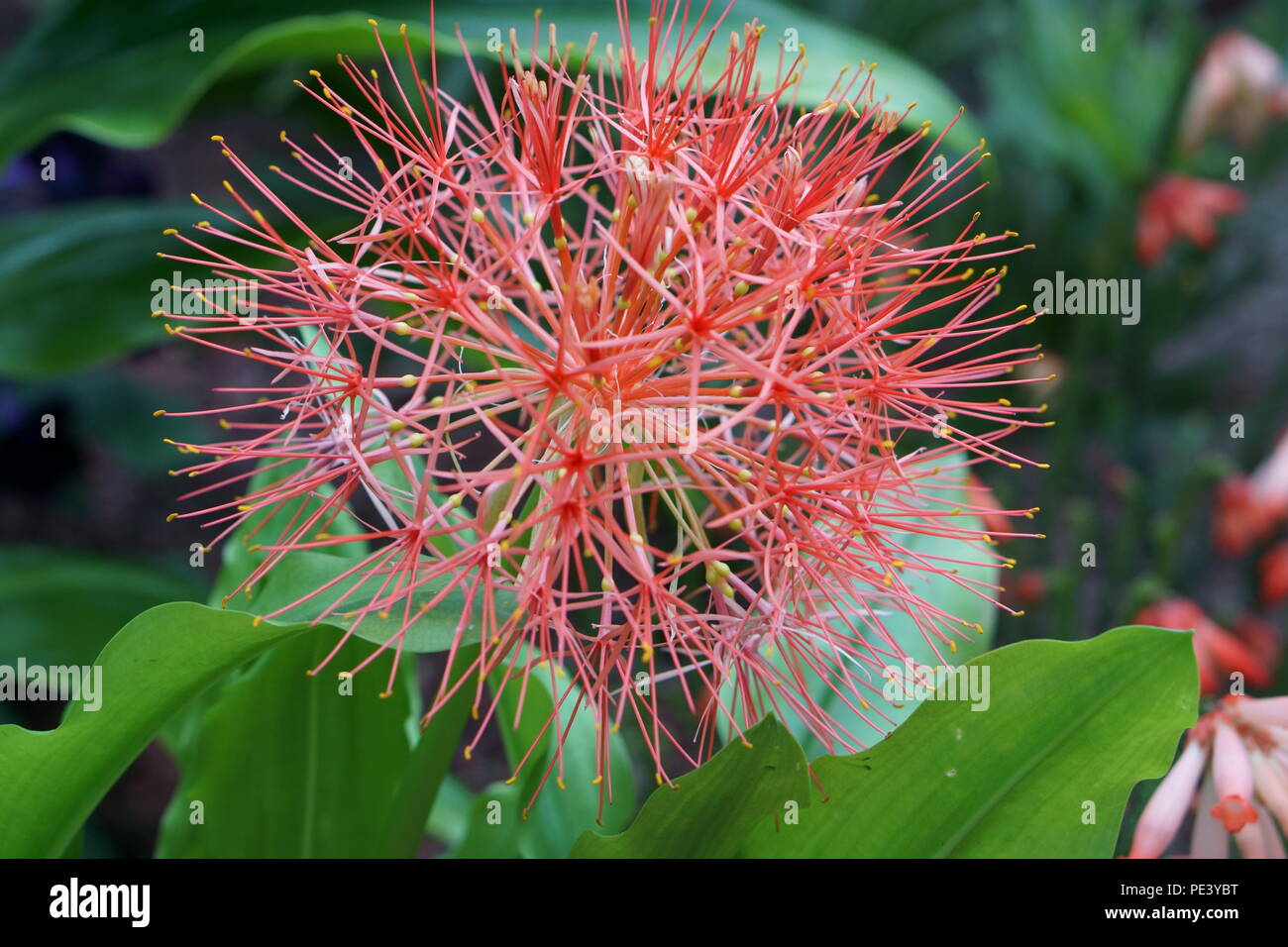 Blood Lily also known as Scadoxus multiforus Stock Photo