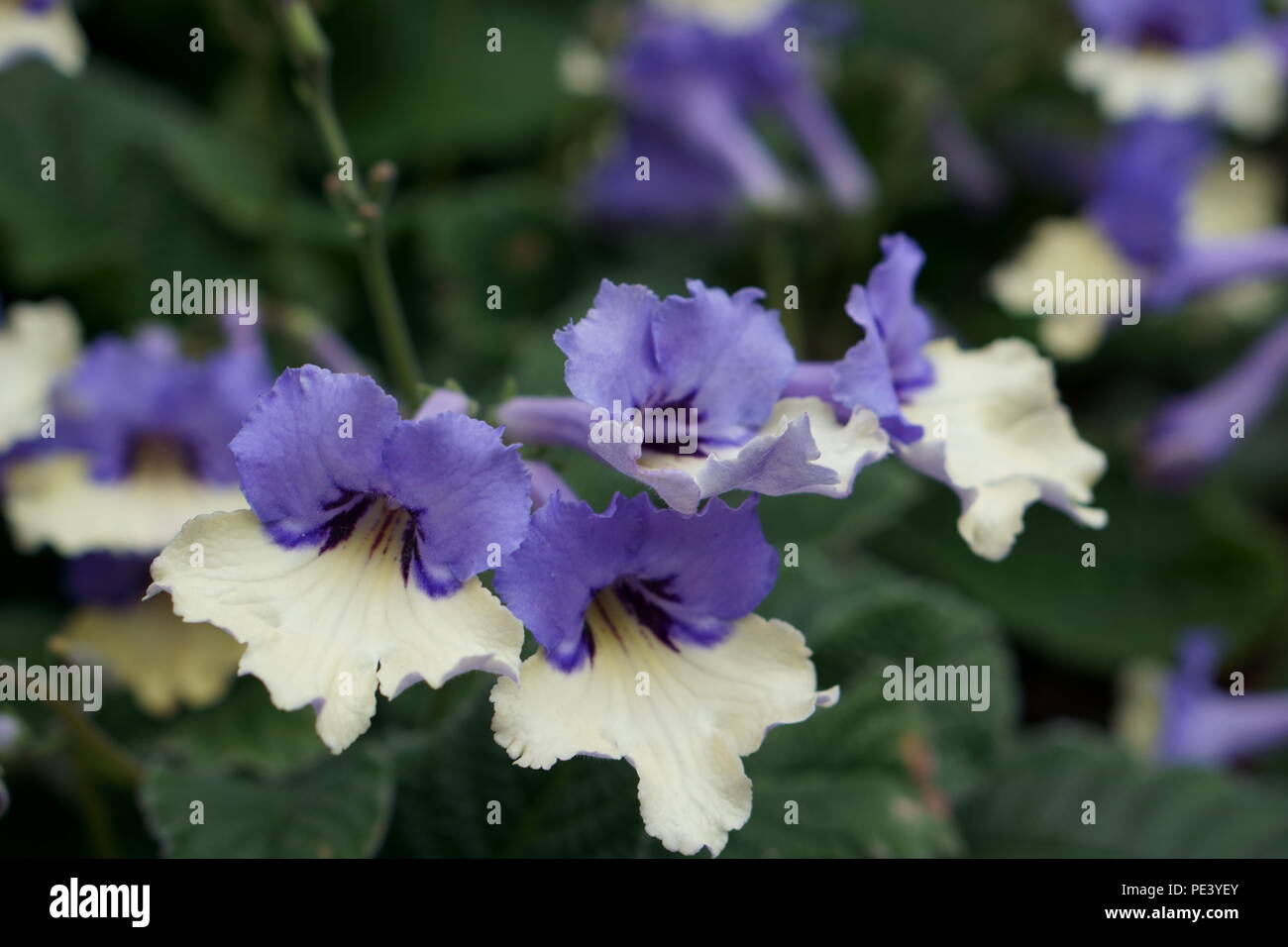 Harlequin Blue' Streptocarpus Cape Primrose Stock Photo