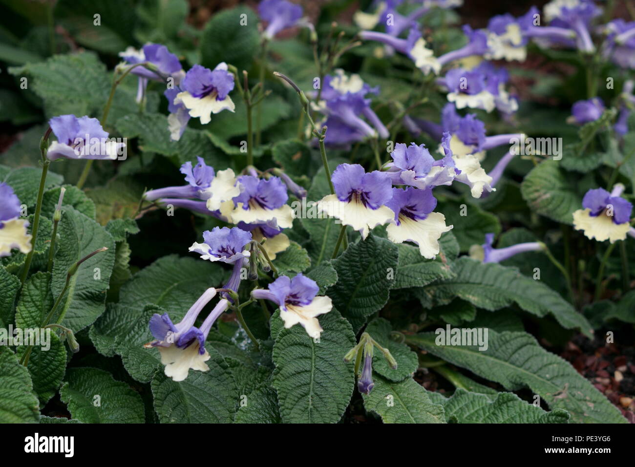 Cape primrose (Streptocarpus) 'Harlequin Blue' Stock Photo
