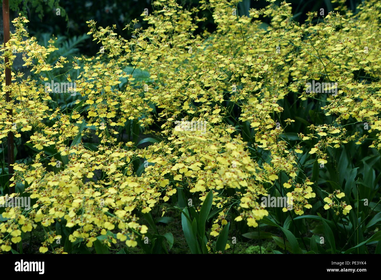 Group of Dianthus knappi yellow harmony Stock Photo