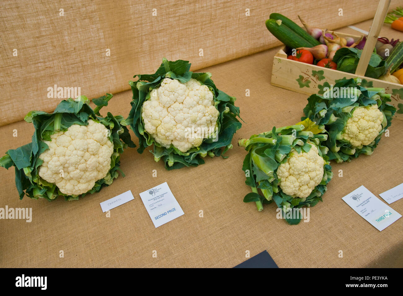 Prizewinning cauliflowers exhibited at RHS Tatton Park flower show Cheshire England UK Stock Photo