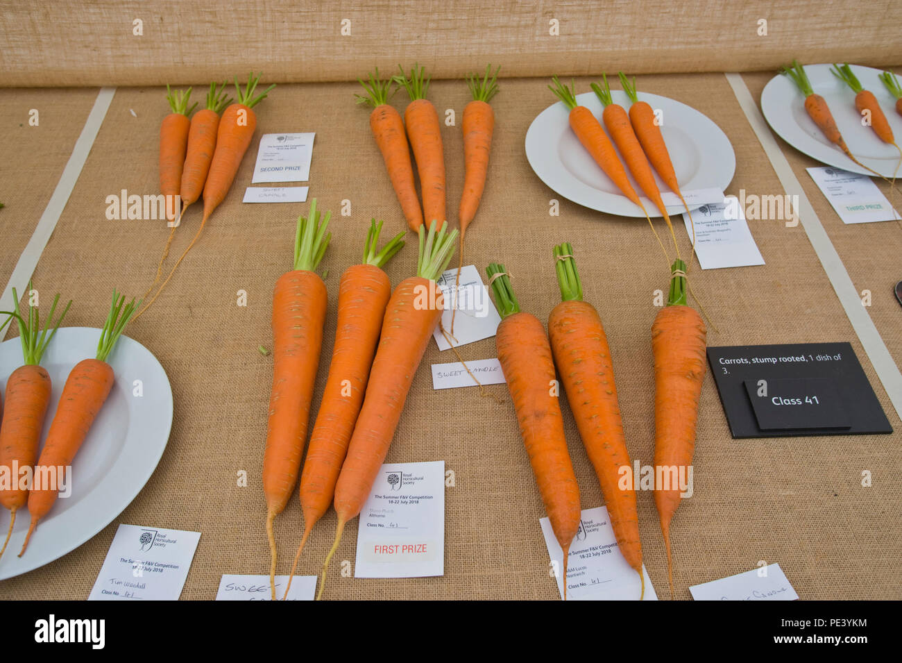Prizewinning carrots exhibited at RHS Tatton Park flower show Cheshire England UK Stock Photo