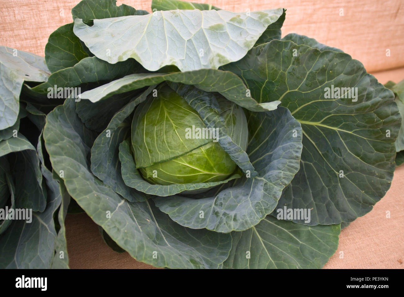 Cabbage exhibited at RHS Tatton Park flower show Cheshire England UK Stock Photo