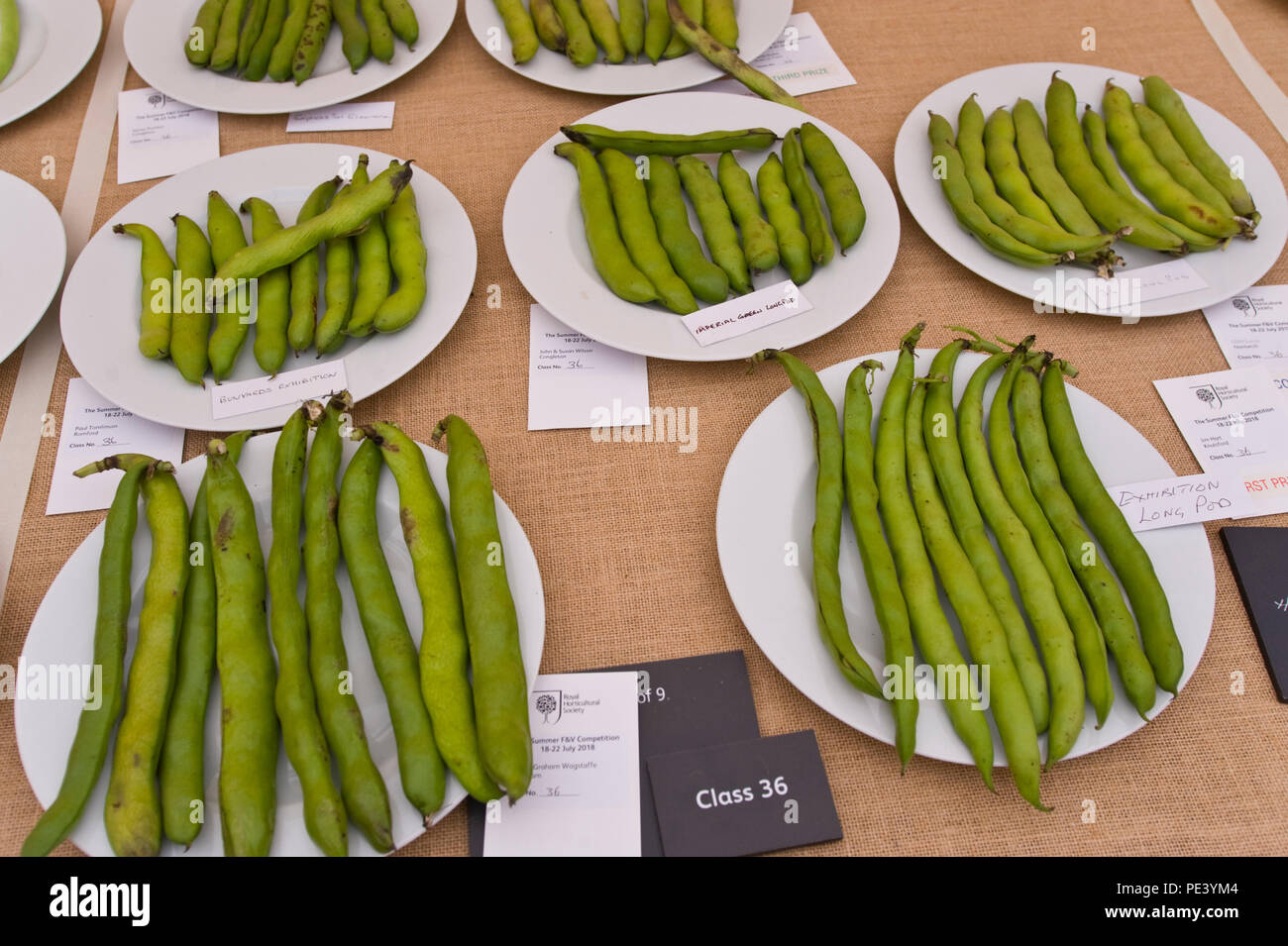 Broad beans exhibited at RHS Tatton Park flower show Cheshire England UK Stock Photo