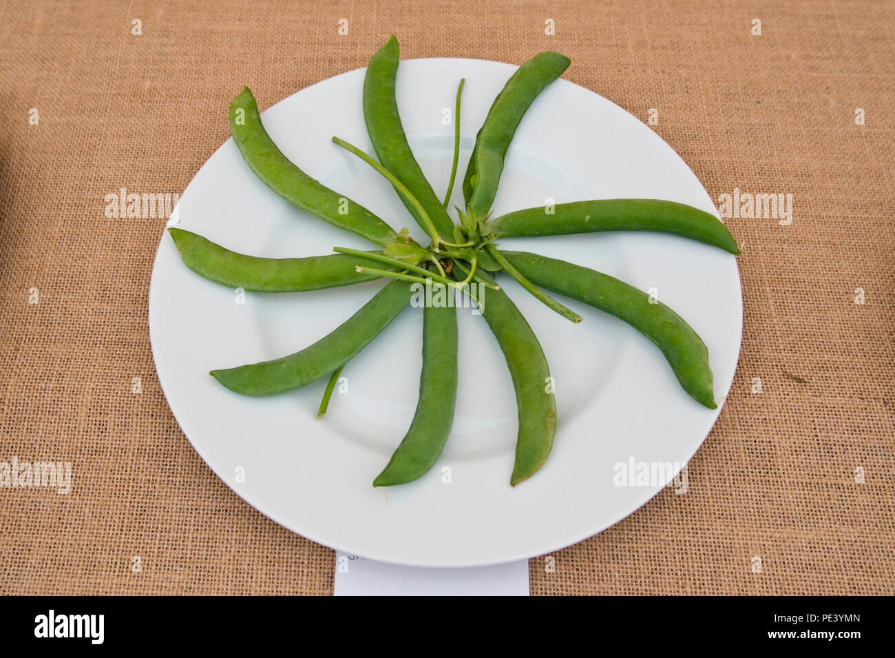 Plate of peas exhibited at RHS Tatton Park flower show Cheshire England UK Stock Photo