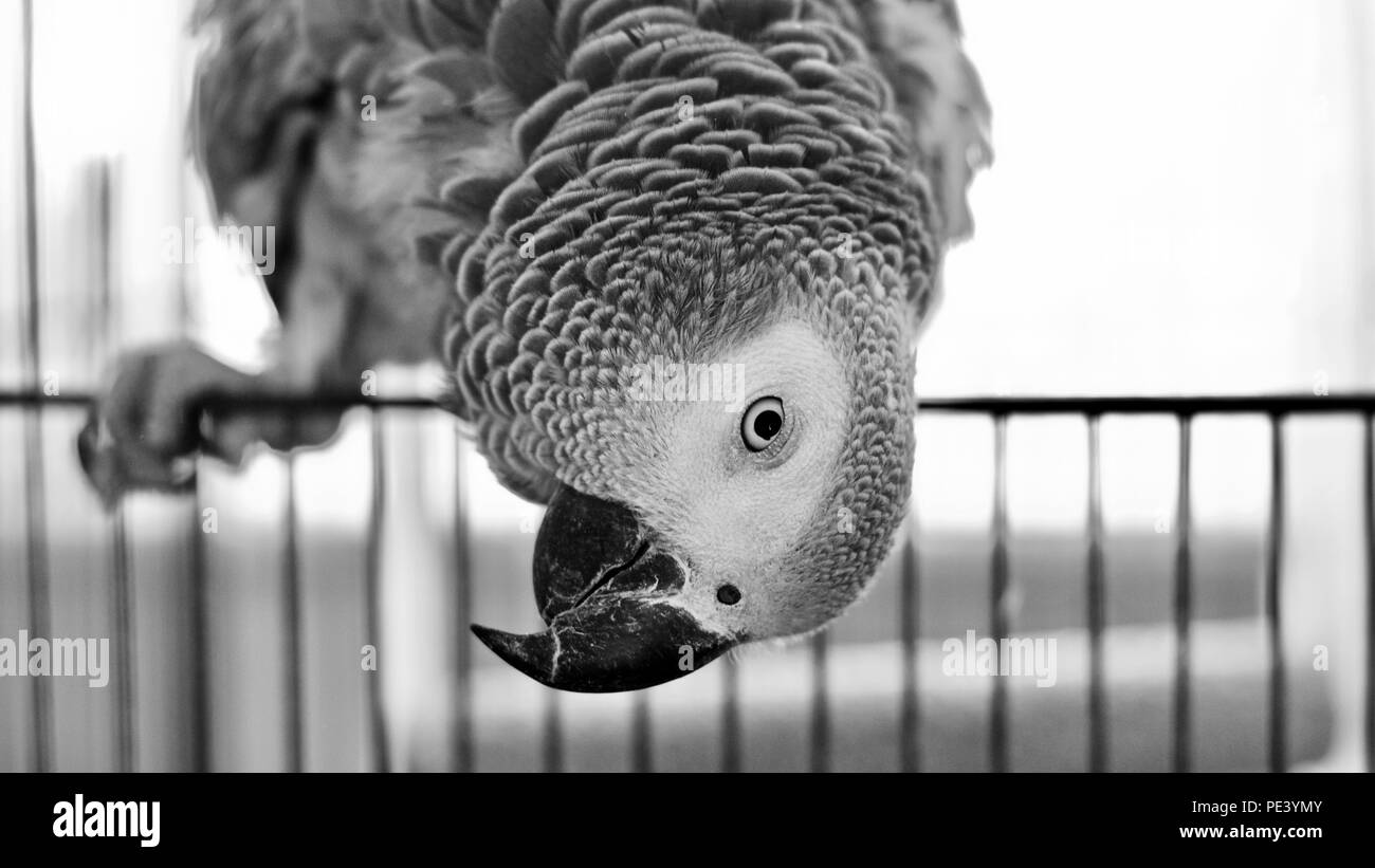 Beautiful african grey parrot at home Stock Photo Alamy