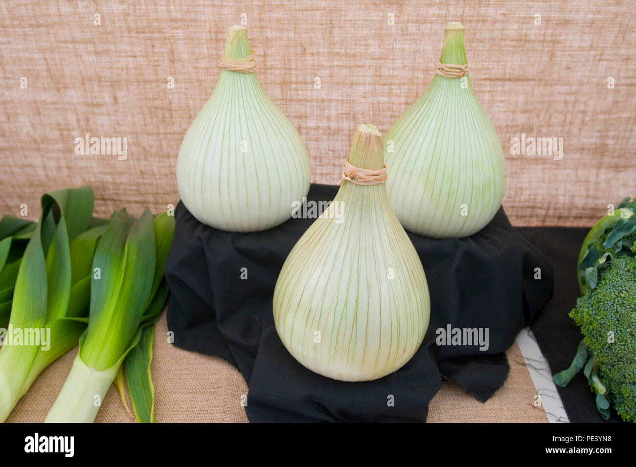 Onions exhibited at RHS Tatton Park flower show Cheshire England UK Stock Photo