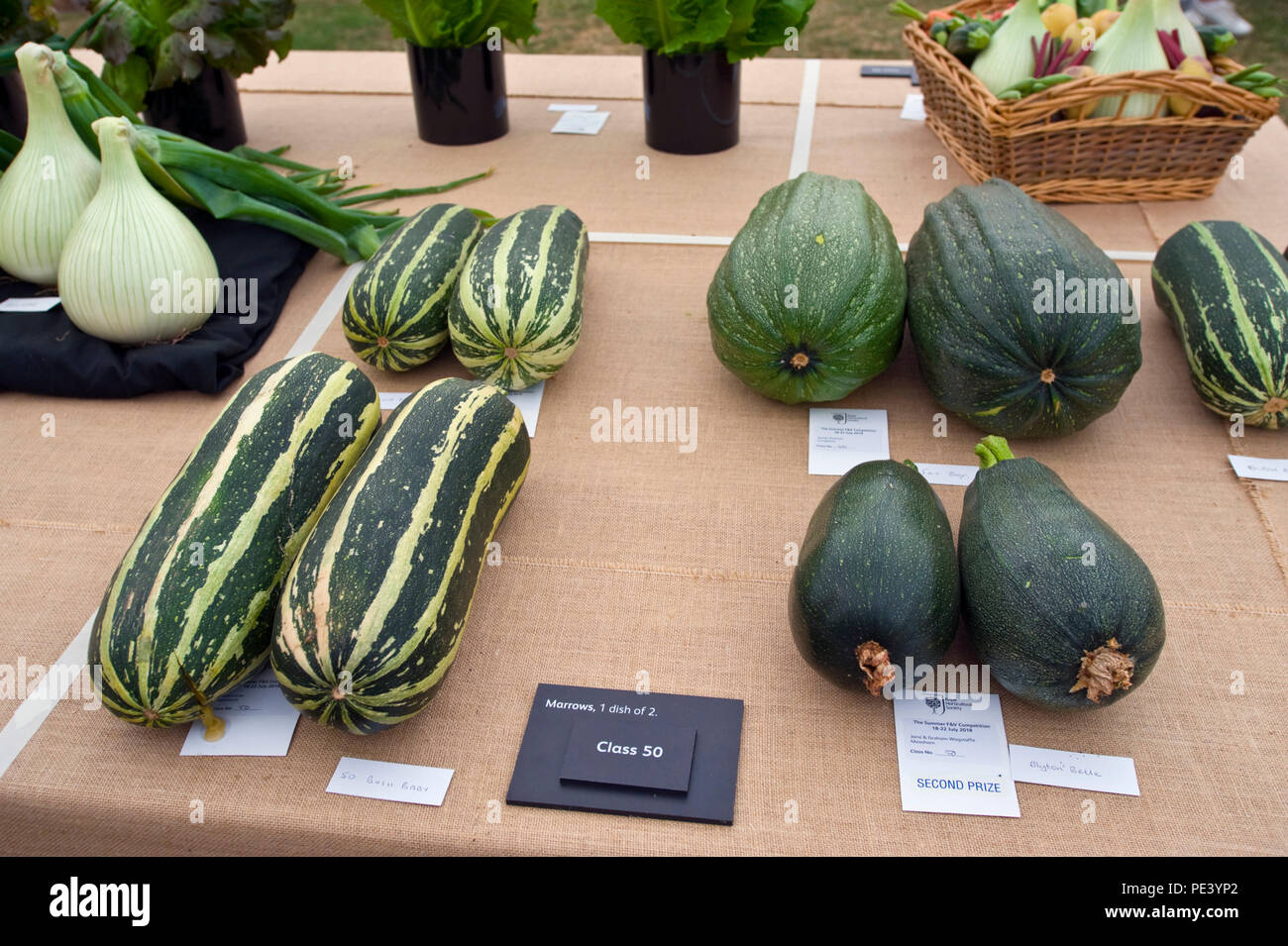 Prizewinning marrows exhibited at RHS Tatton Park flower show Cheshire England UK Stock Photo