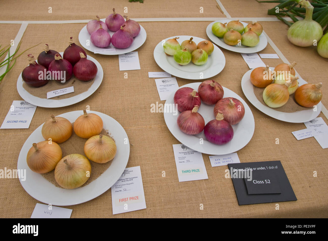 Prizewinning onions exhibited at RHS Tatton Park flower show Cheshire England UK Stock Photo