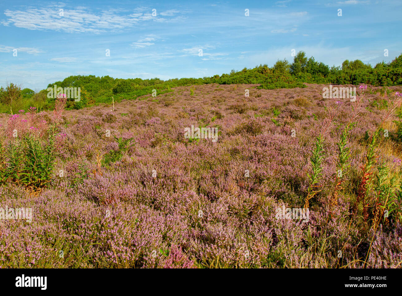 Waldridge Fell with heather in flower Stock Photo