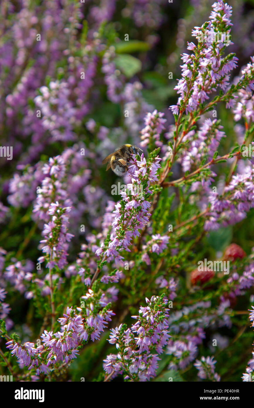 Heather Treebees Heather and bumblebee hi-res stock photography and images - Alamy
