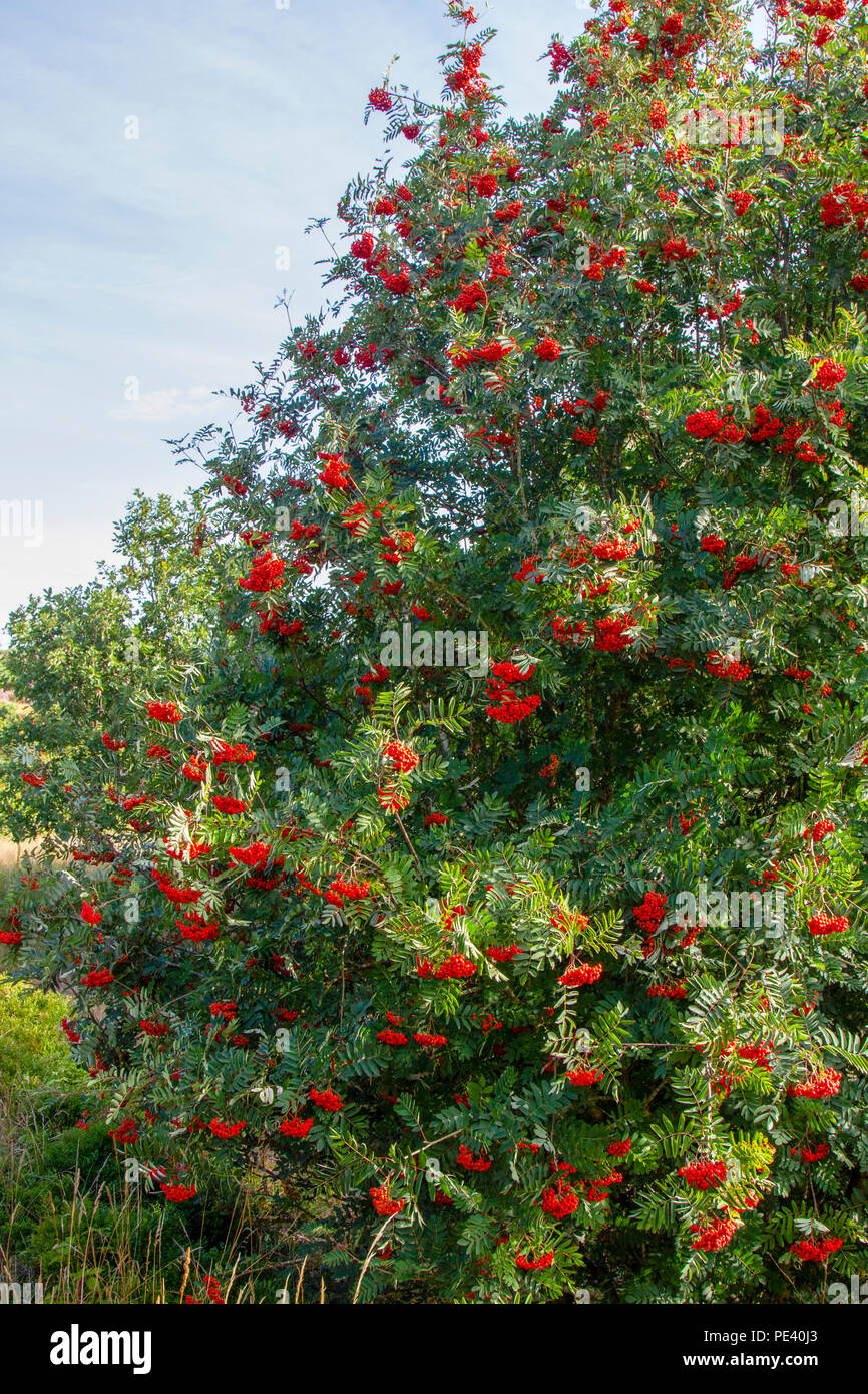 Rowan berry tree hi-res stock photography and images - Alamy