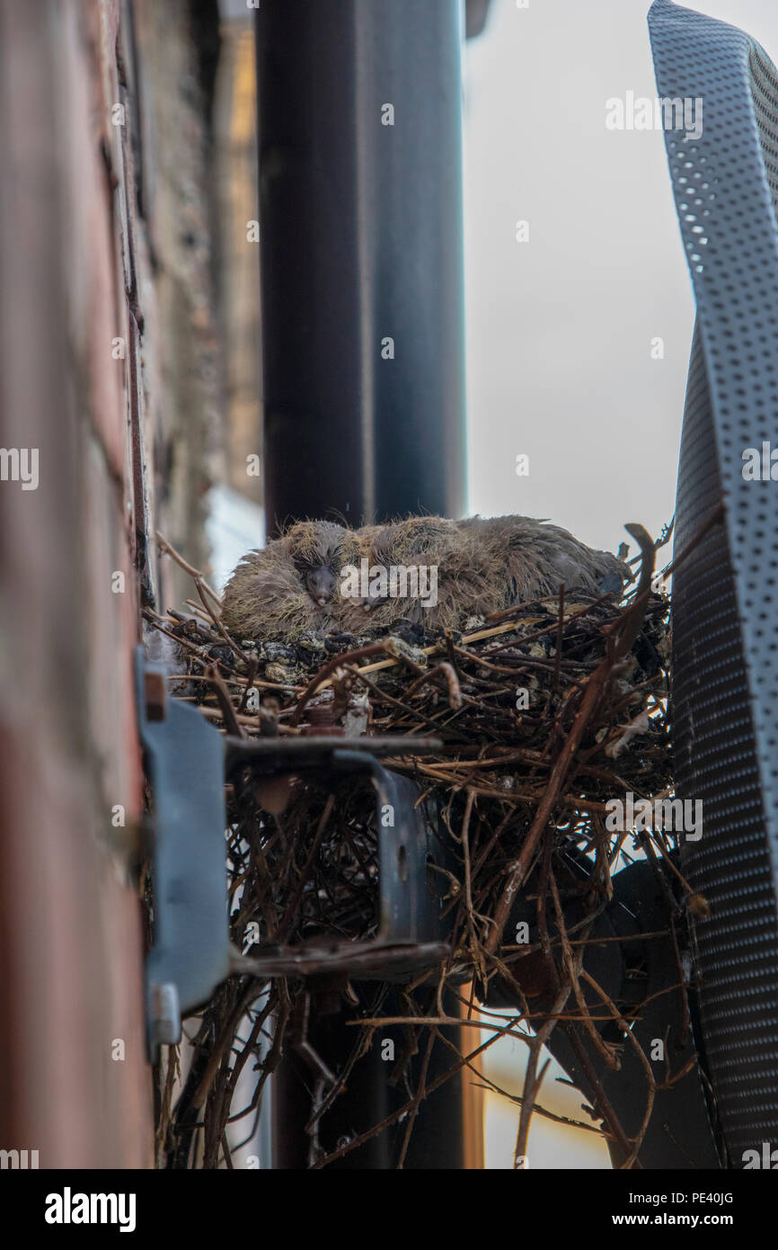 Collared dove chicks in nest on satellite dish bracket Stock Photo