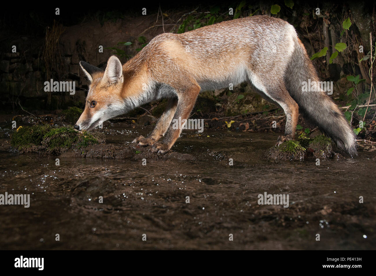 Fox, vulpes vulpes, drinking water with reflection Stock Photo