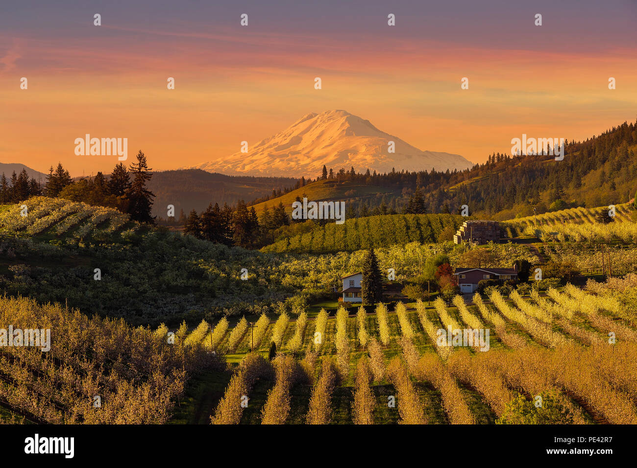 Golden sunset over Mount Adams and Hood River Valley pear orchards during sunset Stock Photo