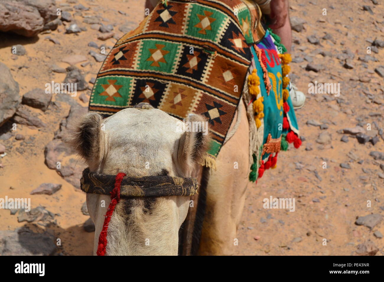 The colourful blanket made from the camel wool sale