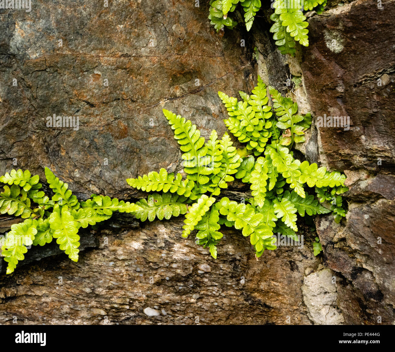 Sea spleenwort Asplenium marinum growing in a wall on the island of Inishbofin off the coast of Connemara Ireland Stock Photo