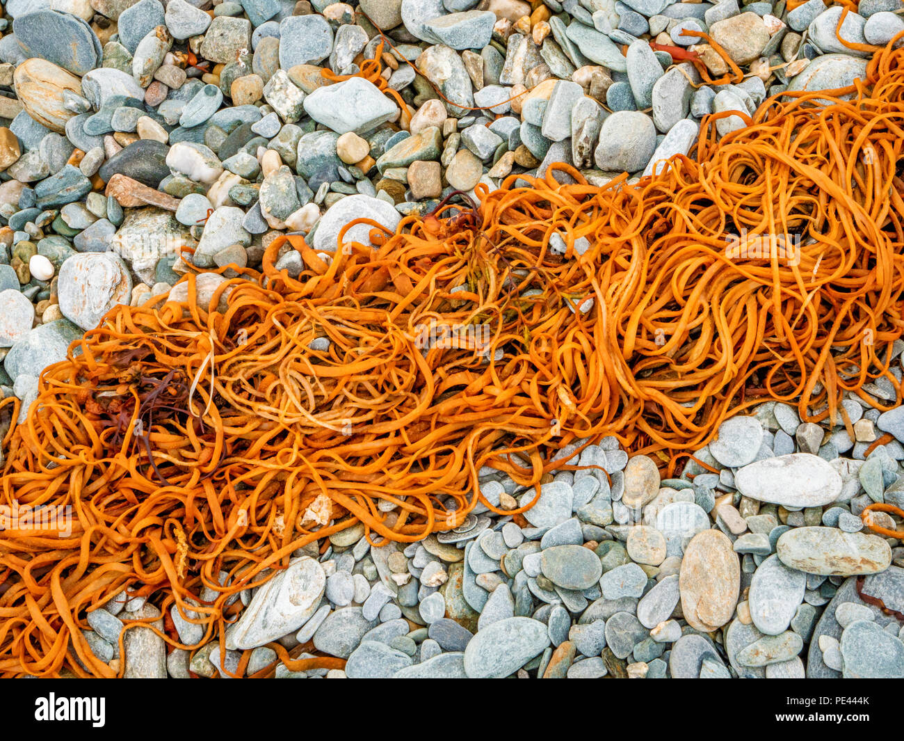 Sea spaghetti Himanthalia elongata marking the high tide line on an Atlantic shingle beach on Innishbofin off Western Ireland Stock Photo