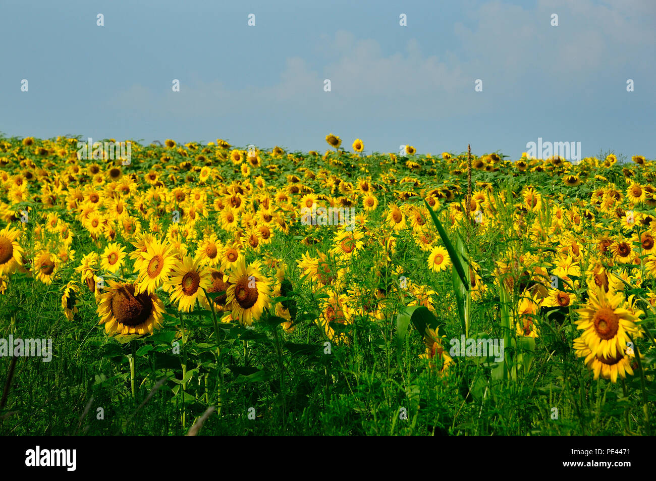 Country field of Sunflowers blooming. Stock Photo